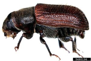 Spruce Beetle Adult Sideview