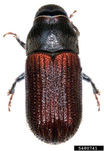 Spruce Beetle Adult Top View